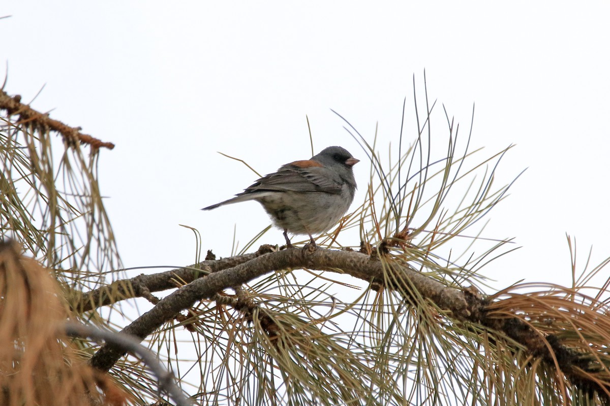 Dark-eyed Junco (Gray-headed) - ML225698331
