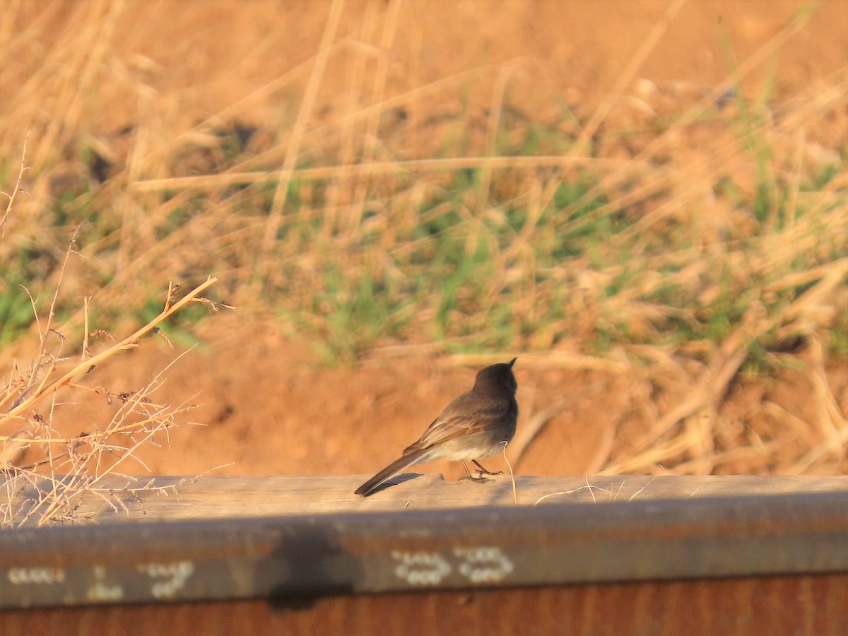 Black Phoebe - ML225698611