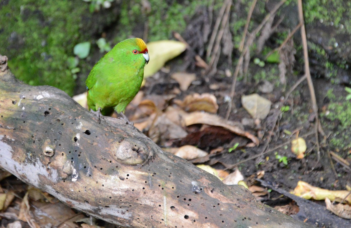 Yellow-crowned Parakeet - Roger Stone