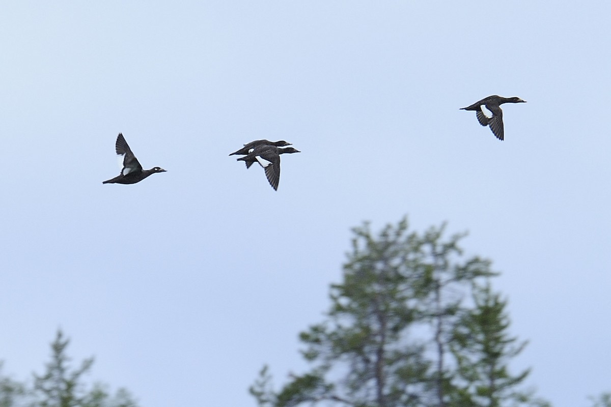 White-winged Scoter - ML225701171