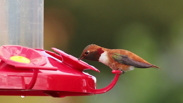 Rufous Hummingbird - ML225701581