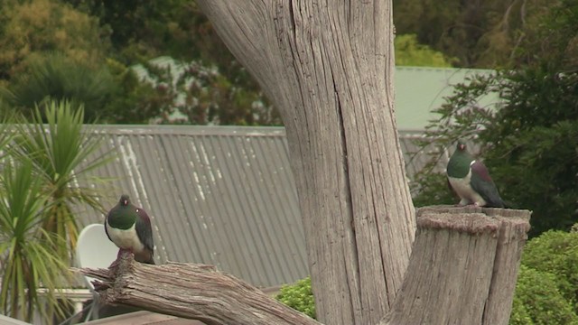 New Zealand Pigeon - ML225702801