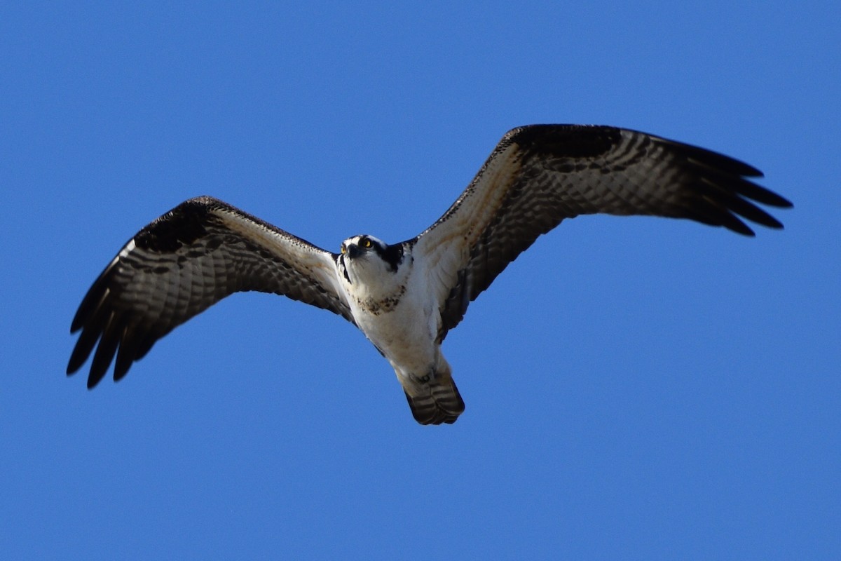 Osprey - ML225703241