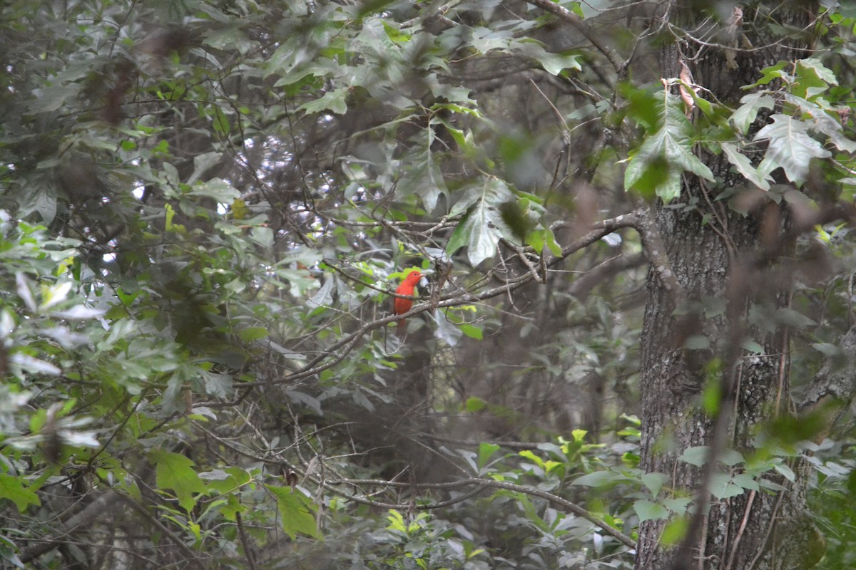 Summer Tanager - Mike Bradham