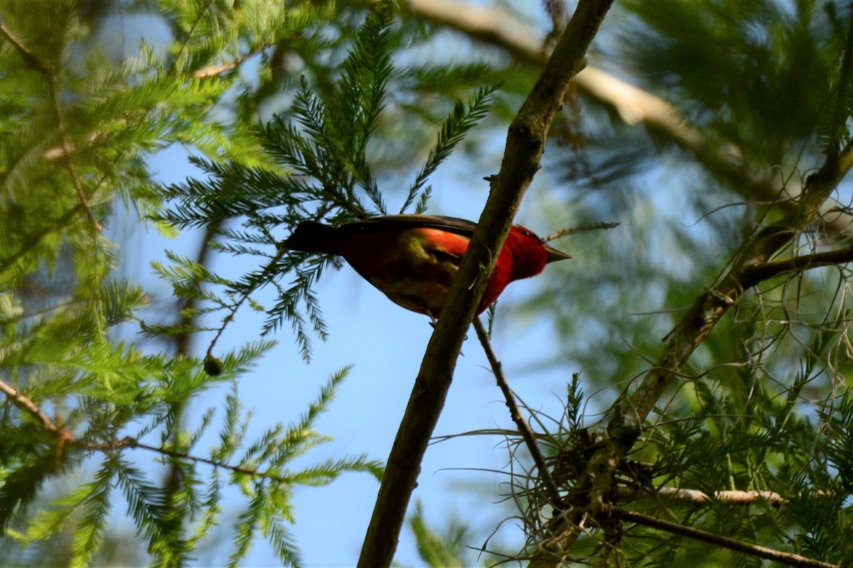 Scarlet Tanager - ML225703761