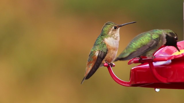 Rufous/Allen's Hummingbird - ML225704111