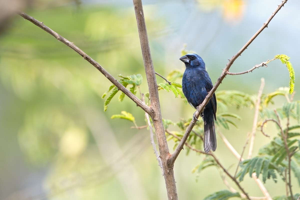 Ultramarine Grosbeak - ML225704171