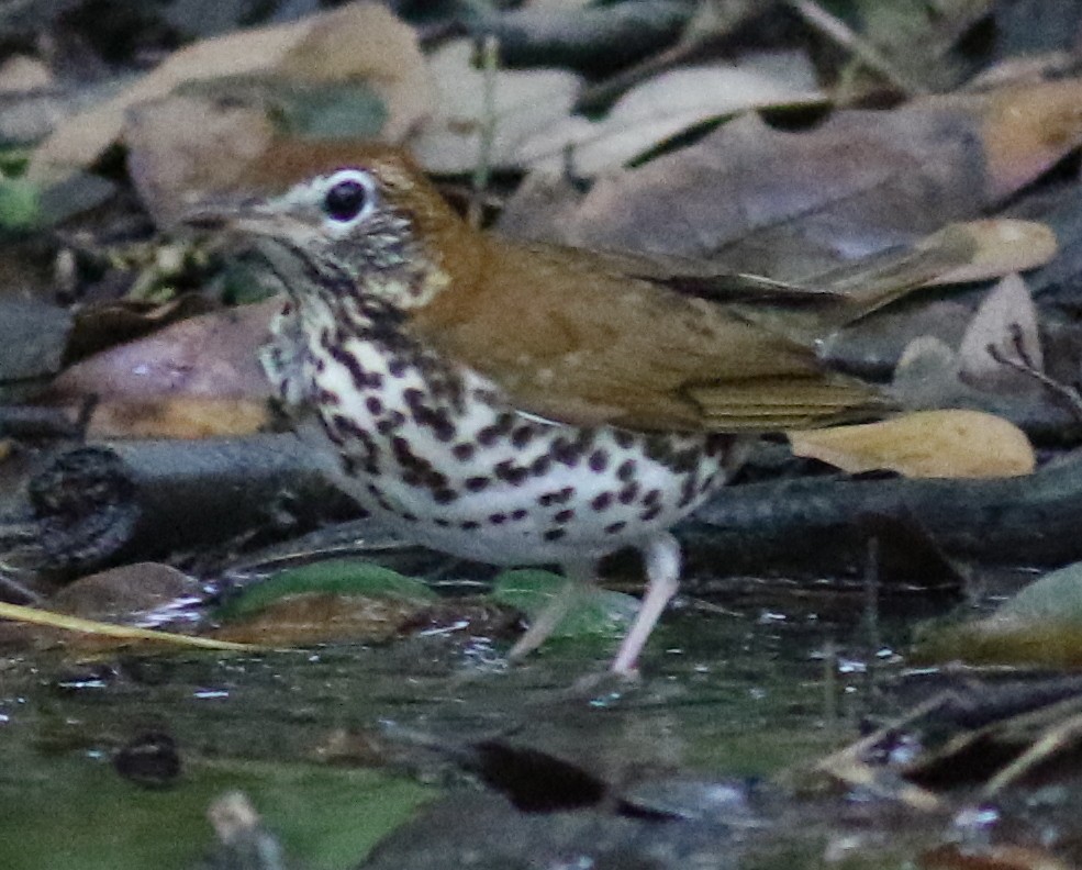 Wood Thrush - ML225704401