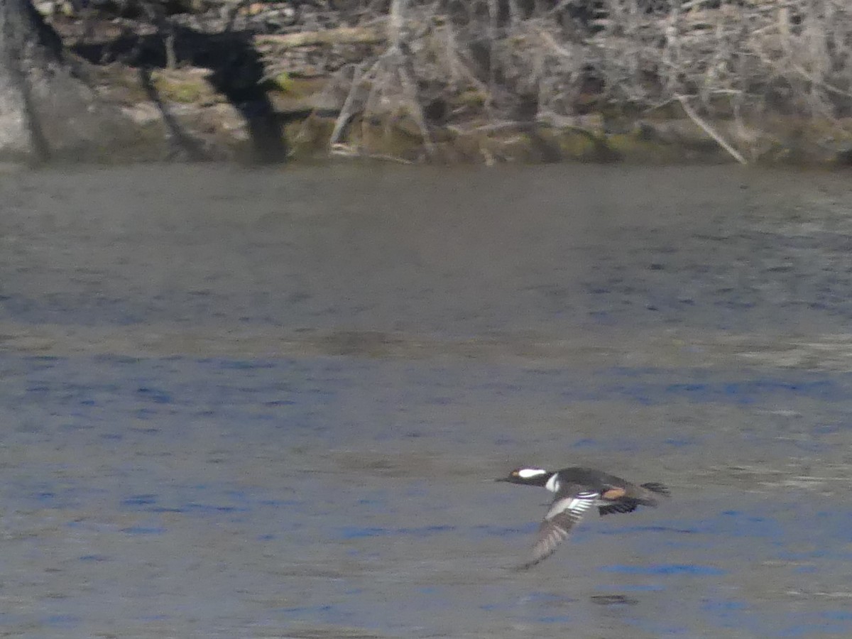 Hooded Merganser - ML225704621