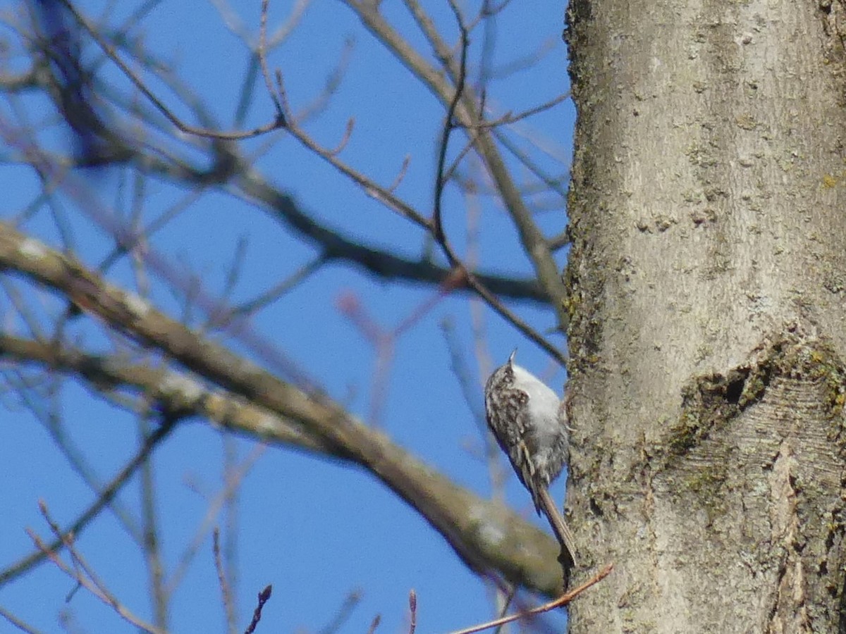 Brown Creeper - ML225704891