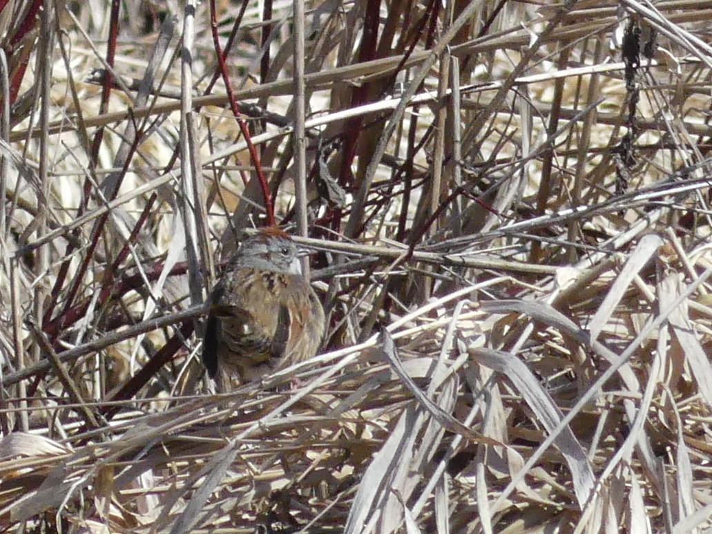 Swamp Sparrow - ML225704971
