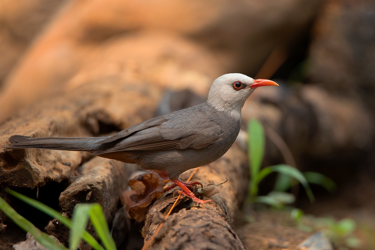 White-headed Bulbul - ML225705511