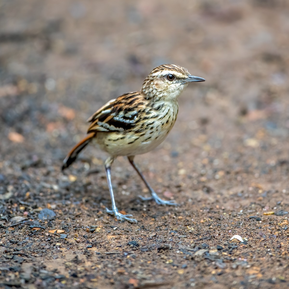 Stripe-backed Antbird - ML225706001
