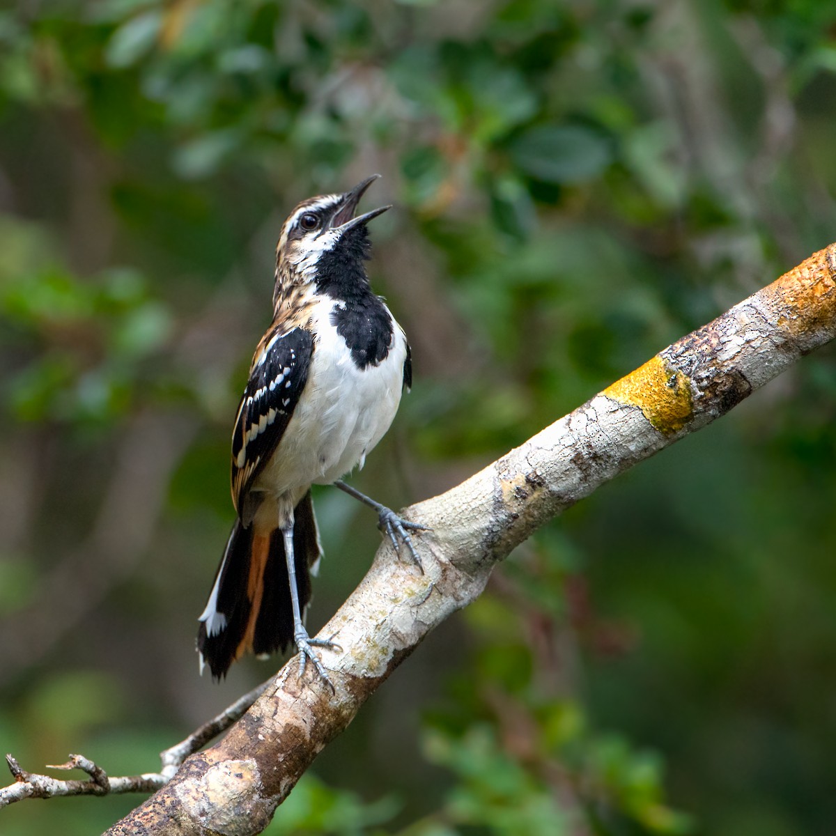 Stripe-backed Antbird - ML225706031