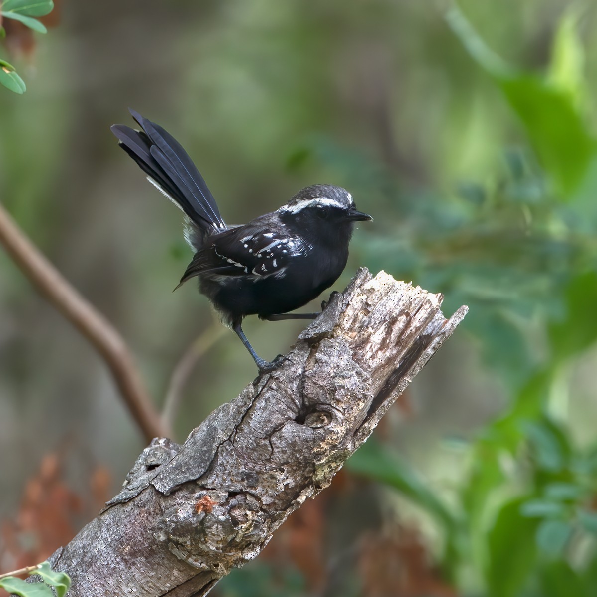 Black-bellied Antwren - ML225706151