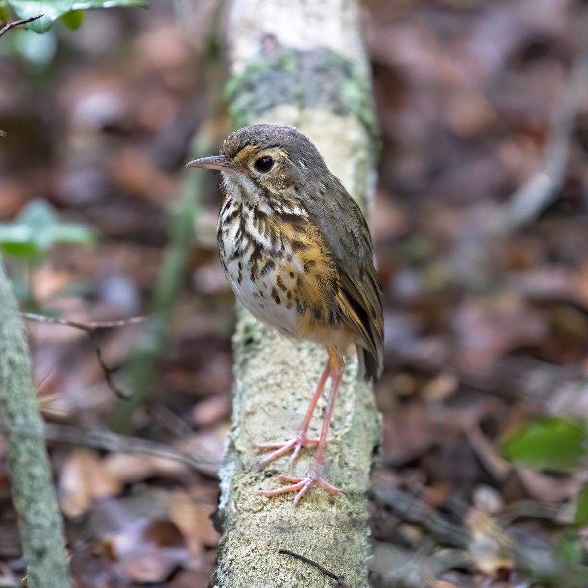 White-browed Antpitta - ML225706271