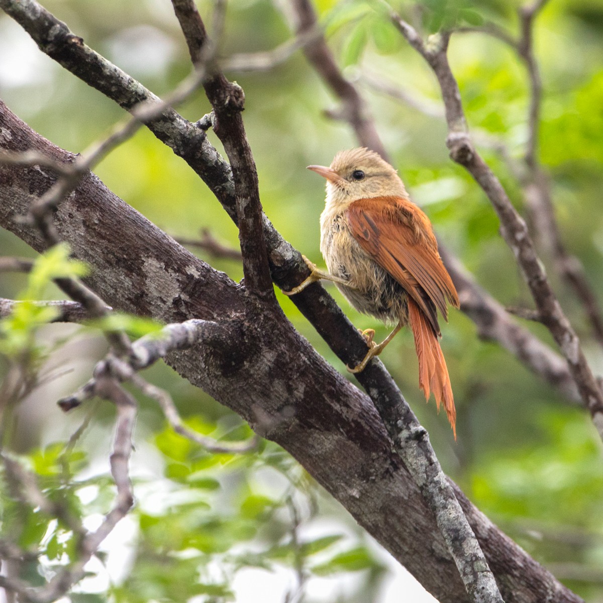 Gray-headed Spinetail - ML225706351