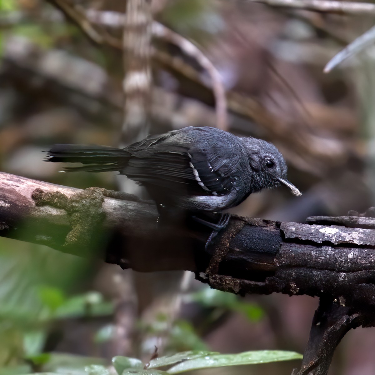 Narrow-billed Antwren - ML225706541