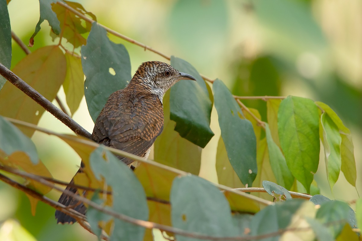 Banded Bay Cuckoo - Ayuwat Jearwattanakanok