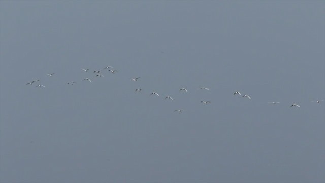 Snowy Egret - ML225707471