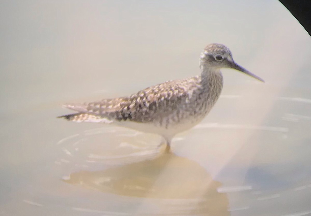 Lesser Yellowlegs - ML225708171