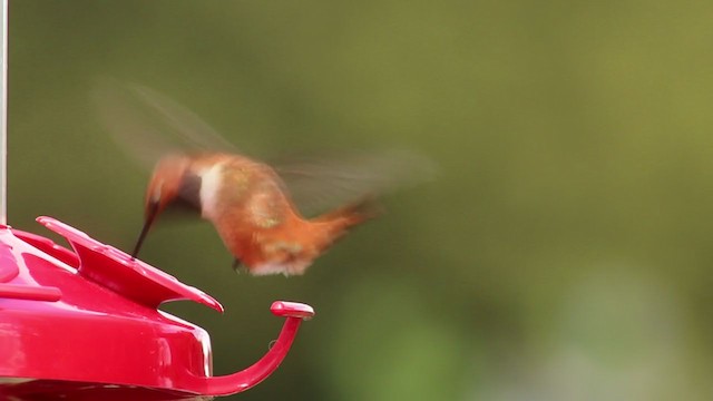 Rufous Hummingbird - ML225708501