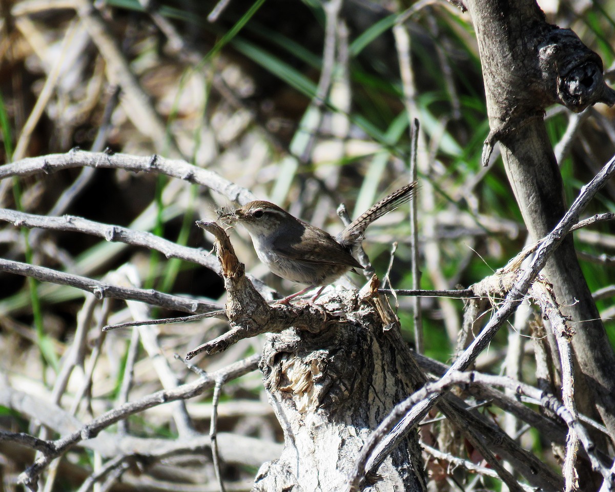 Bewick's Wren - Savannah Stewart