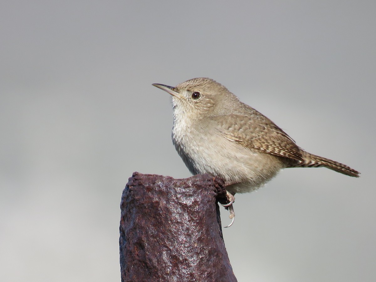 House Wren - ML225709151