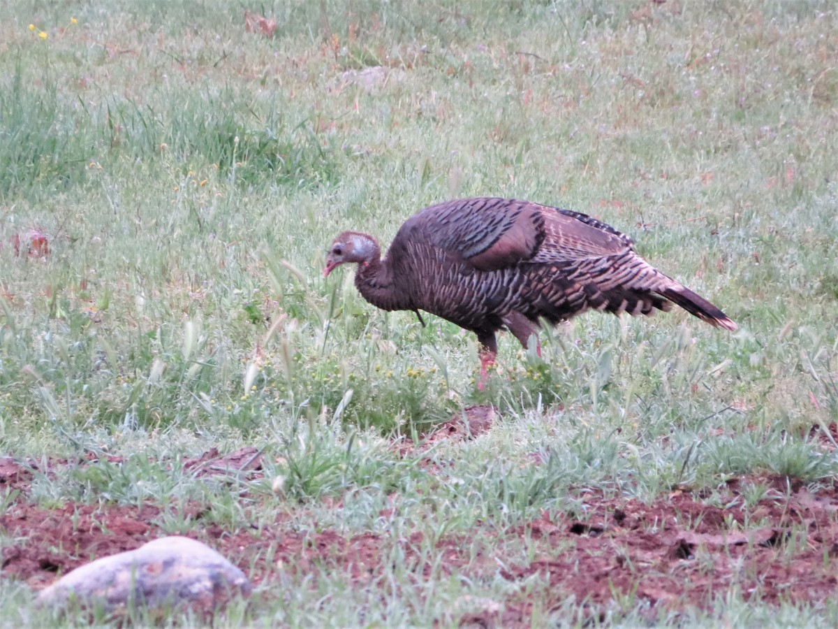 Wild Turkey - ML225709171