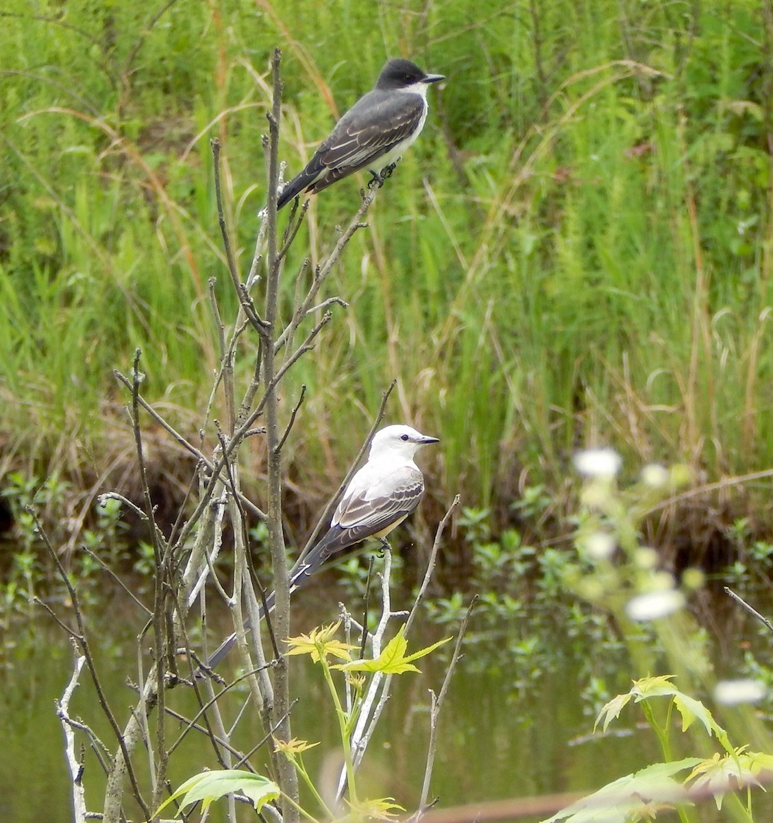 Schieferrücken-Königstyrann - ML225709331