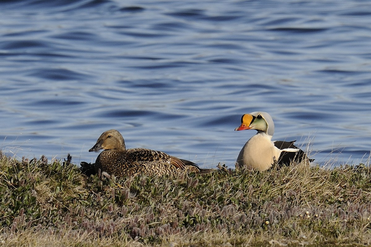 King Eider - Rudolf Koes