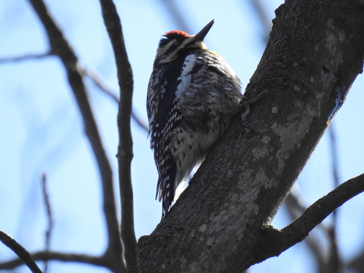 Yellow-bellied Sapsucker - ML225710151