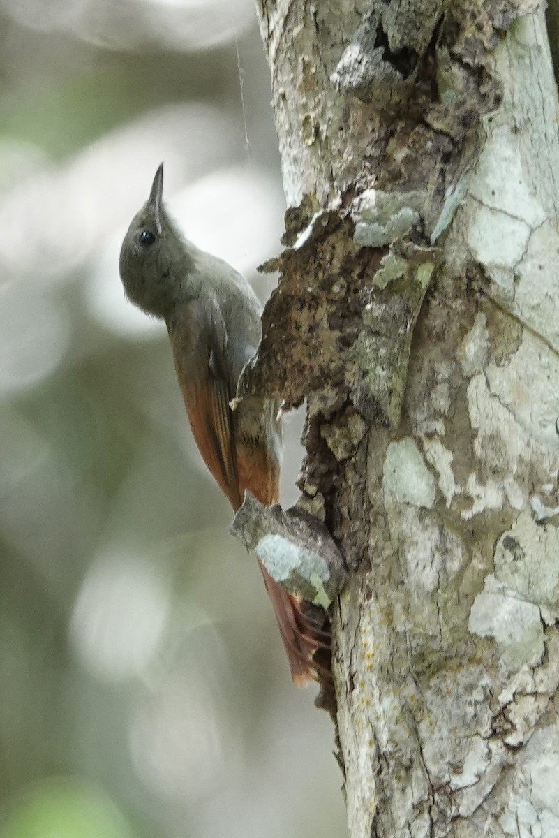 Olivaceous Woodcreeper - ML225710221