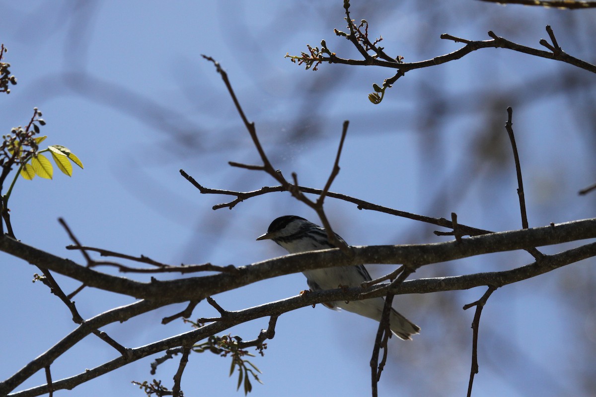 Blackpoll Warbler - ML225710671