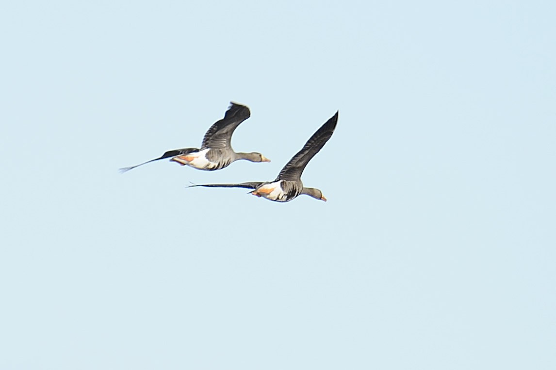 Greater White-fronted Goose - Rudolf Koes