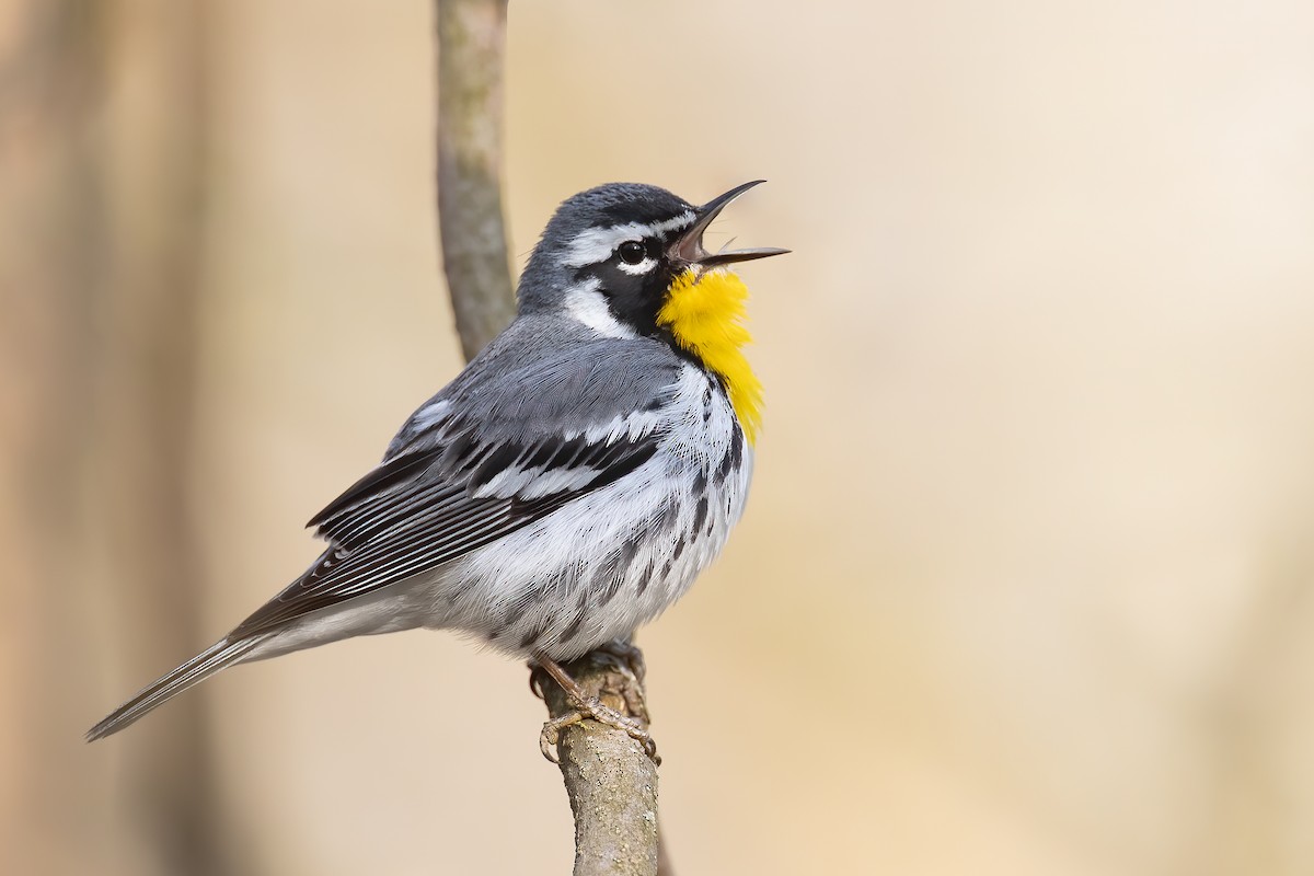 Yellow-throated Warbler - ML225713071