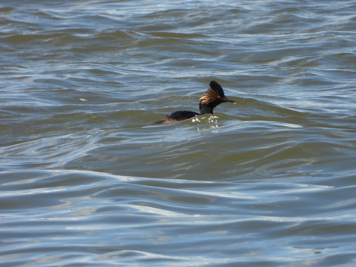 Eared Grebe - ML225713601