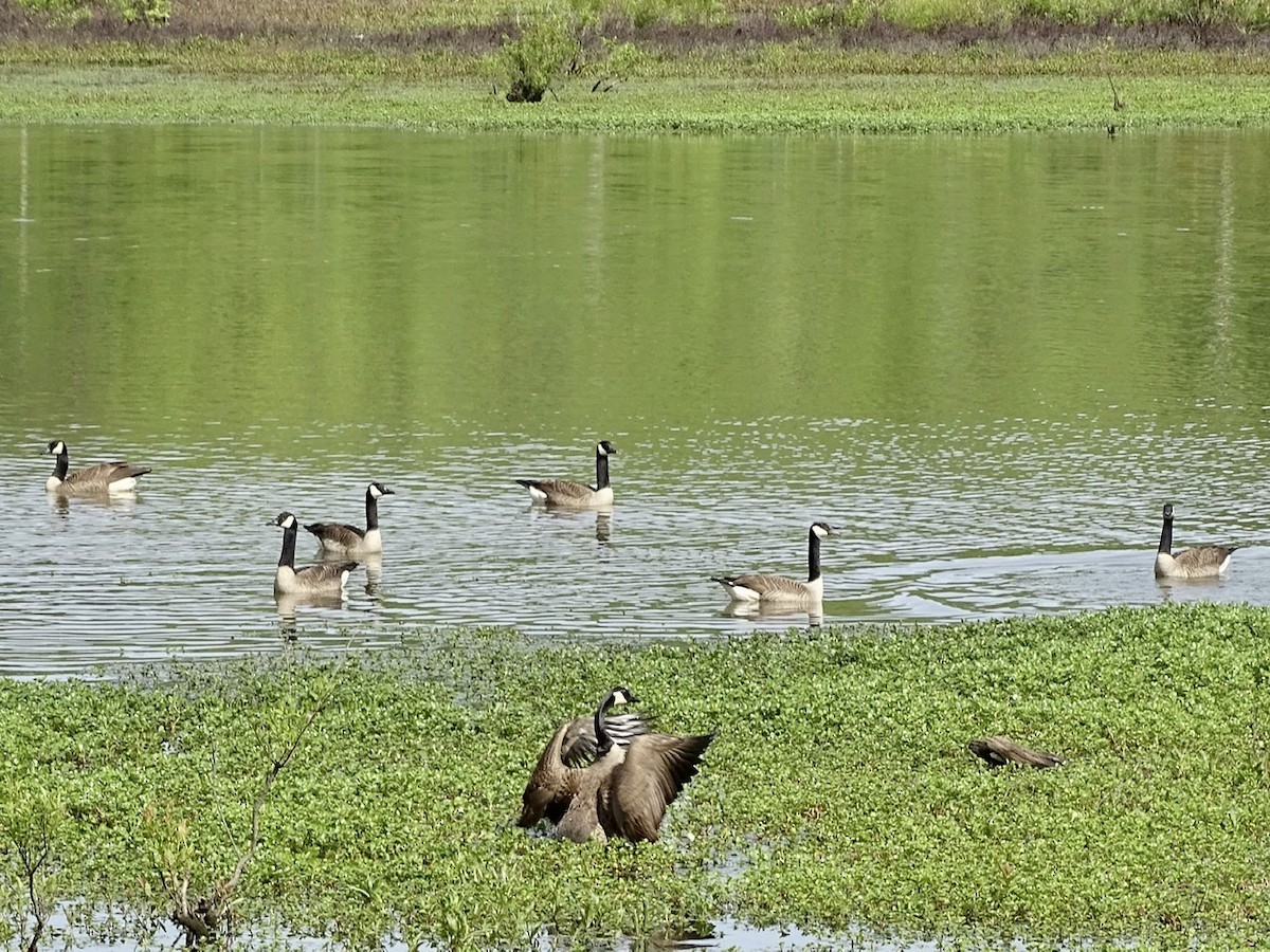 Canada Goose - ML225714351