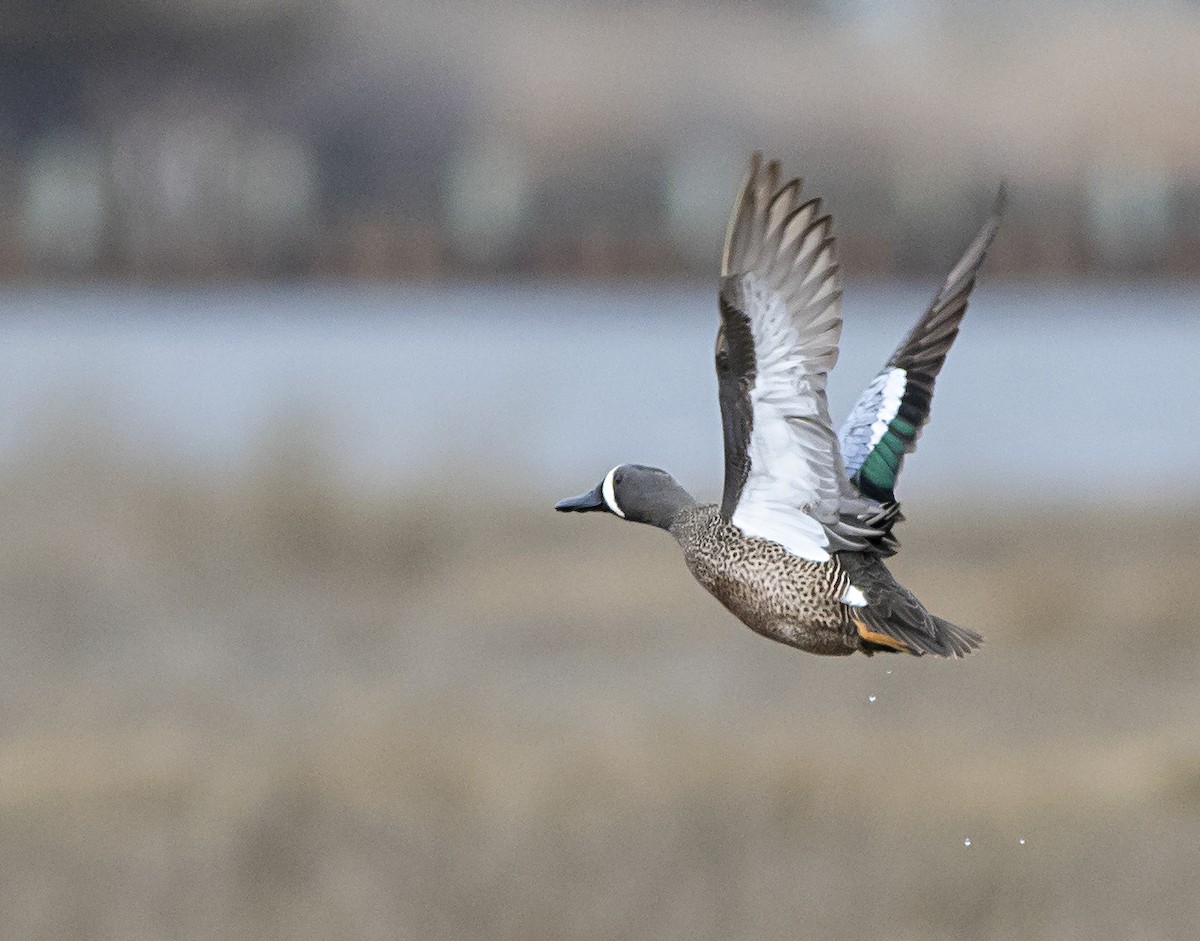 Blue-winged Teal - John Gluth