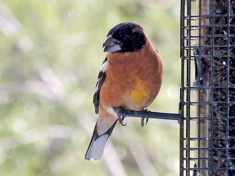 Black-headed Grosbeak - Robbie Fischer