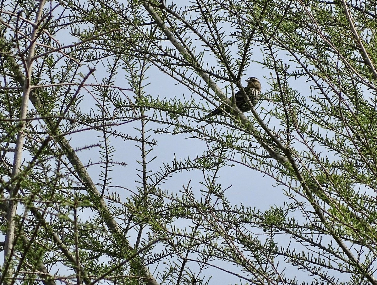 Red-winged Blackbird - ML225715441