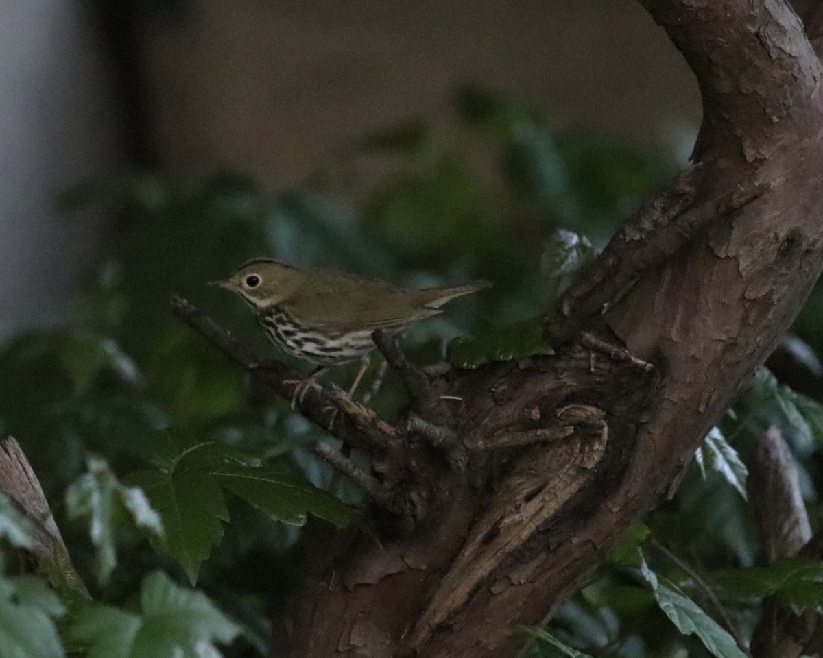 Ovenbird - Daniel S.