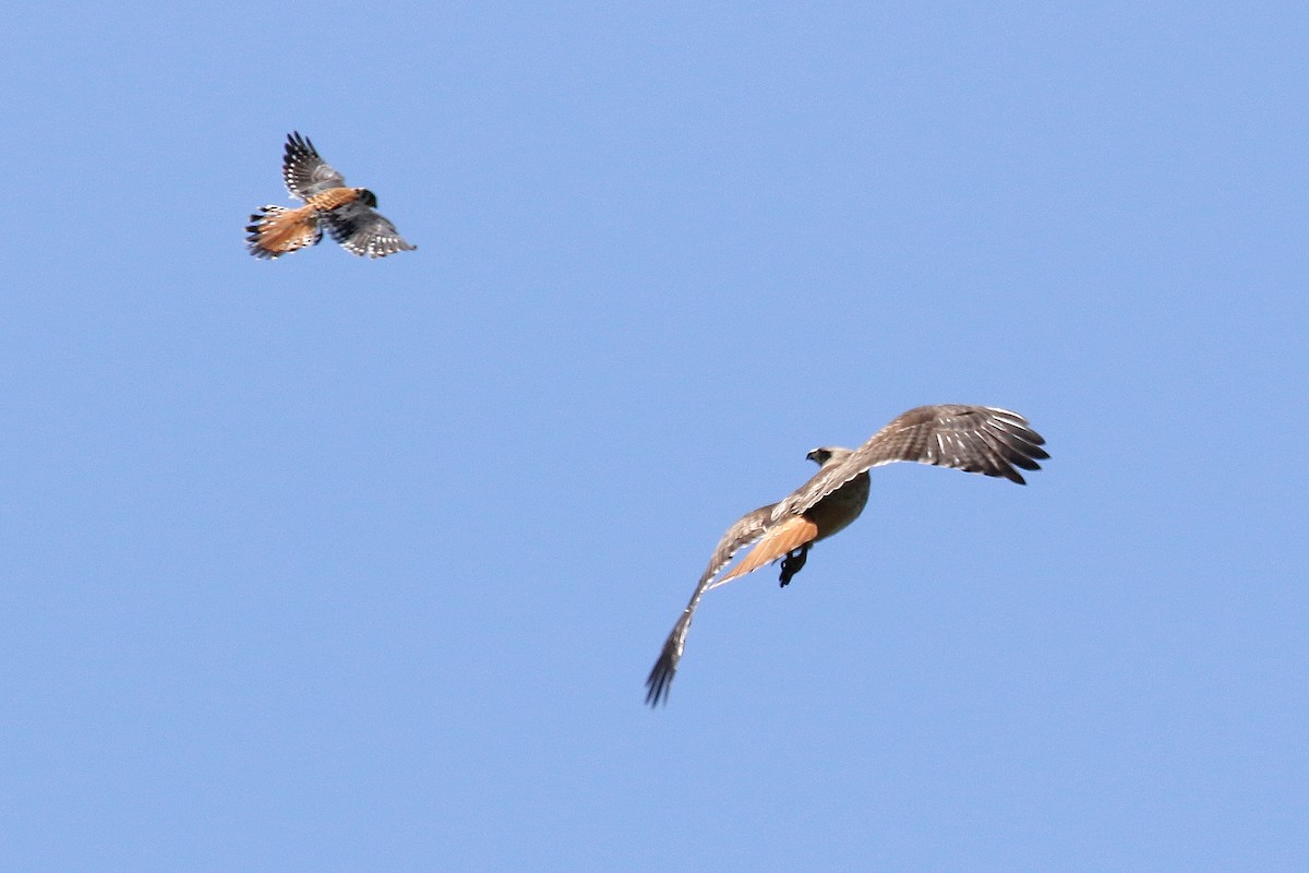 American Kestrel - Steve Rottenborn