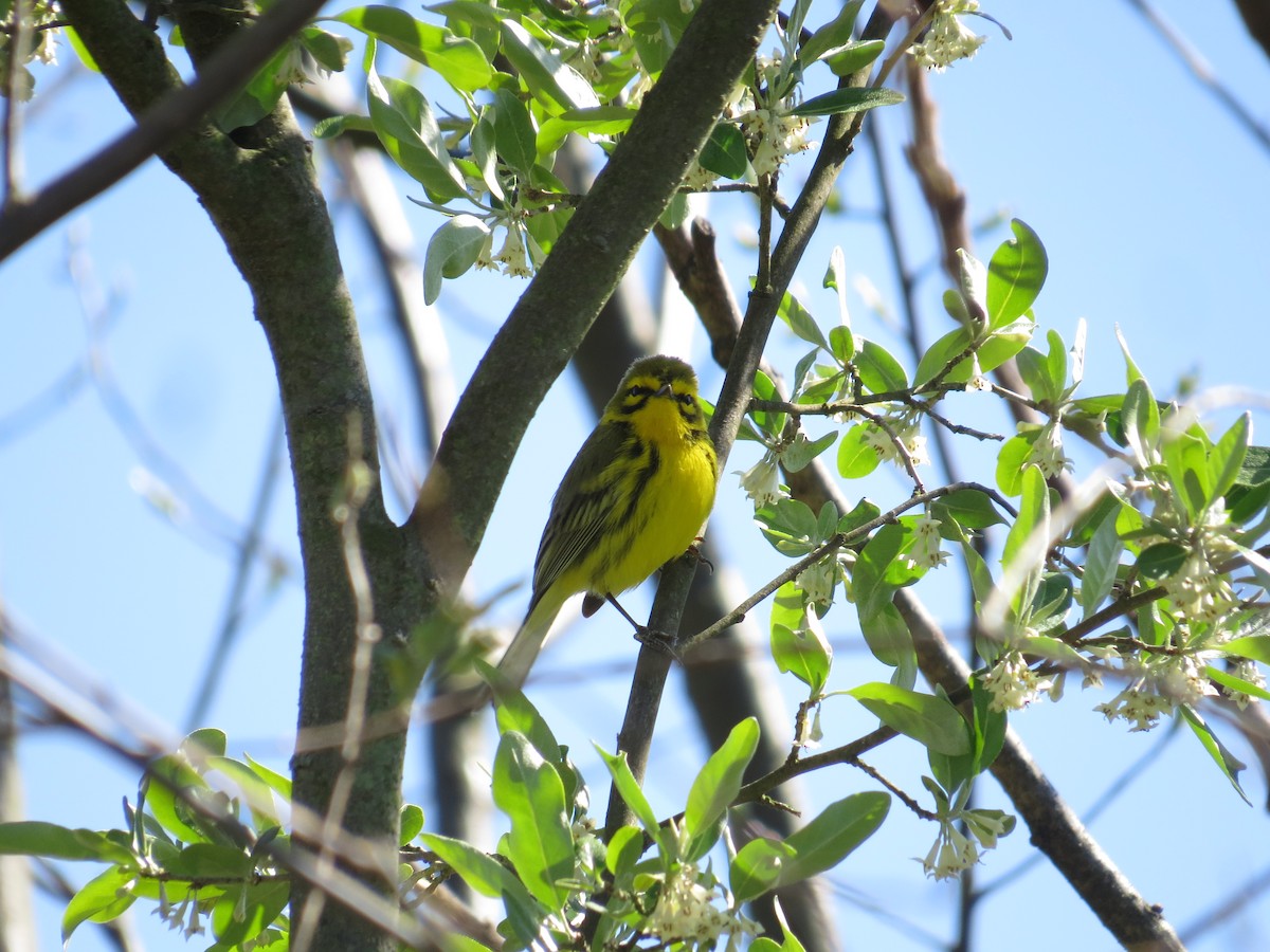 Prairie Warbler - ML225716711