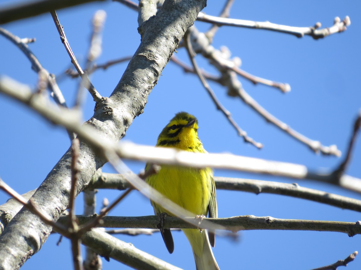 Prairie Warbler - ML225716731