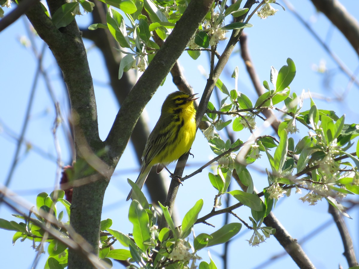 Prairie Warbler - ML225716821