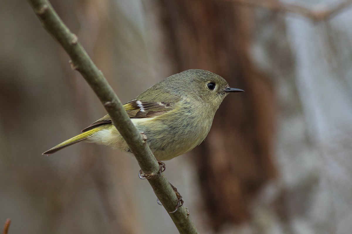 Ruby-crowned Kinglet - Max  Chalfin-Jacobs