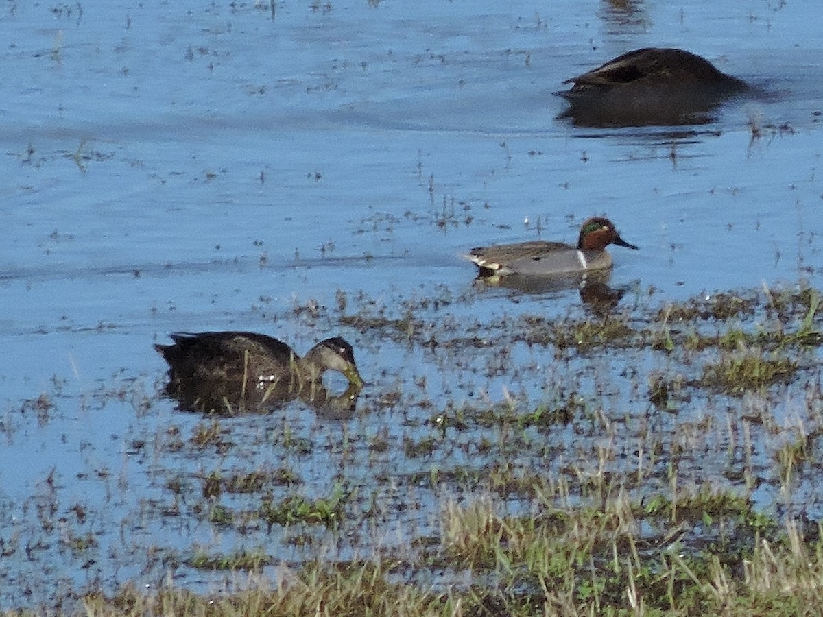 Green-winged Teal - ML225719501