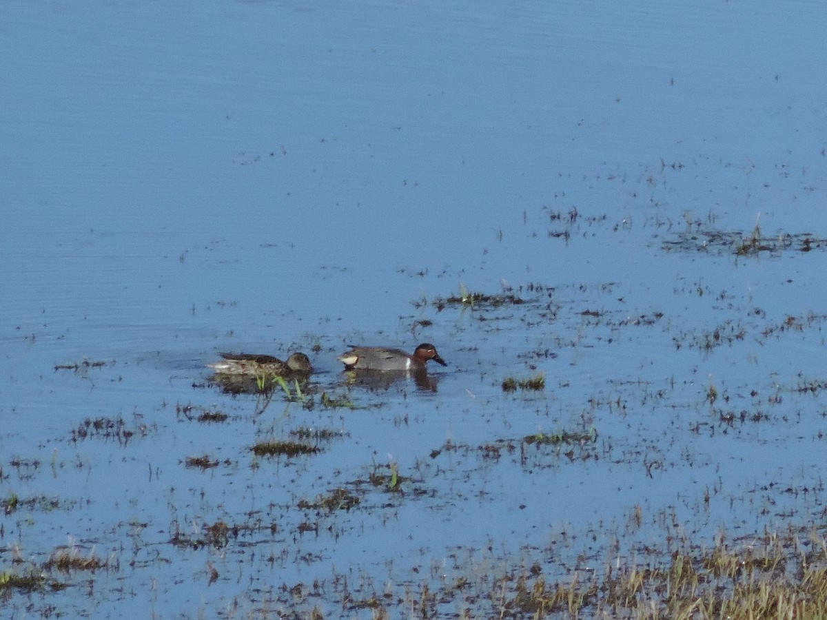 Green-winged Teal - ML225719511