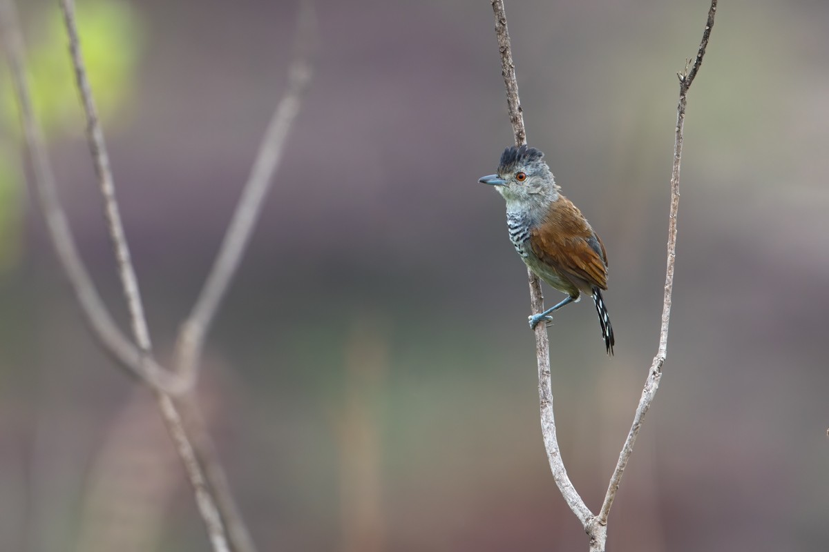 Rufous-winged Antshrike - ML225721451